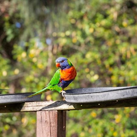 Lorikeet Holiday Park Arrawarra Exteriér fotografie